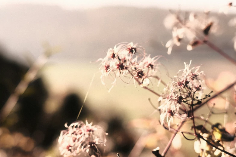 a large plant sitting in the middle of a field