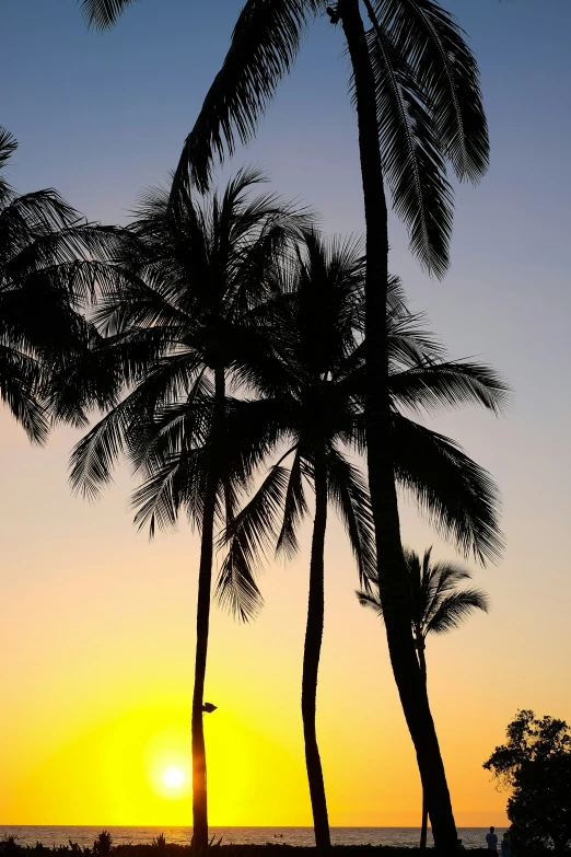 the sun is setting between the two palm trees