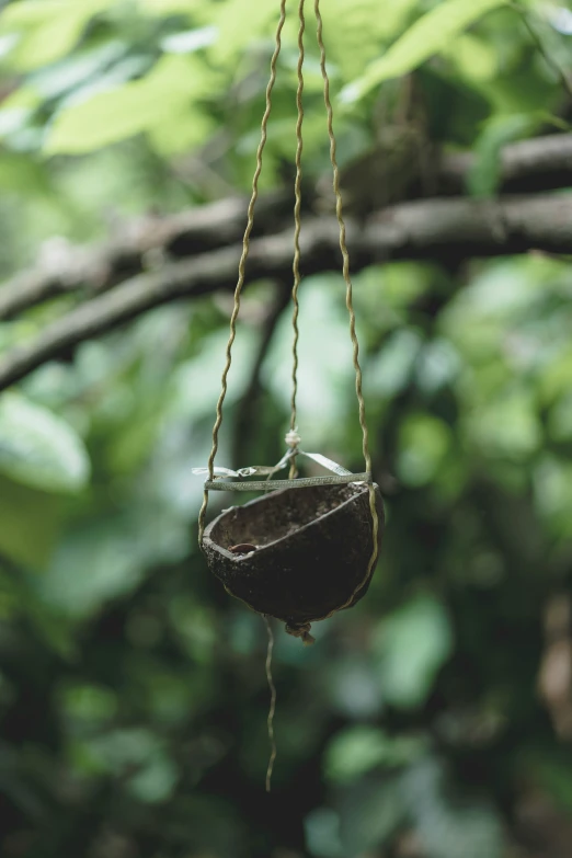 a bird is hanging from a rope attached to a nch