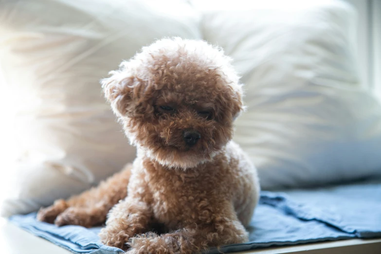 a cute little brown poodle on top of a pillow