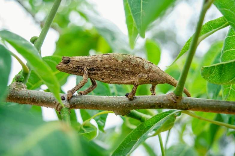 a little brown lizard standing on top of a nch