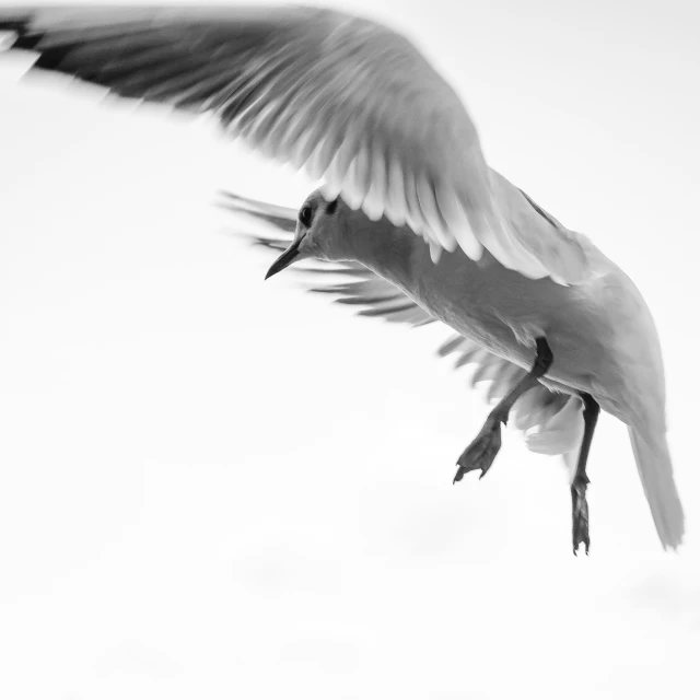 a seagull is flying through the sky in black and white