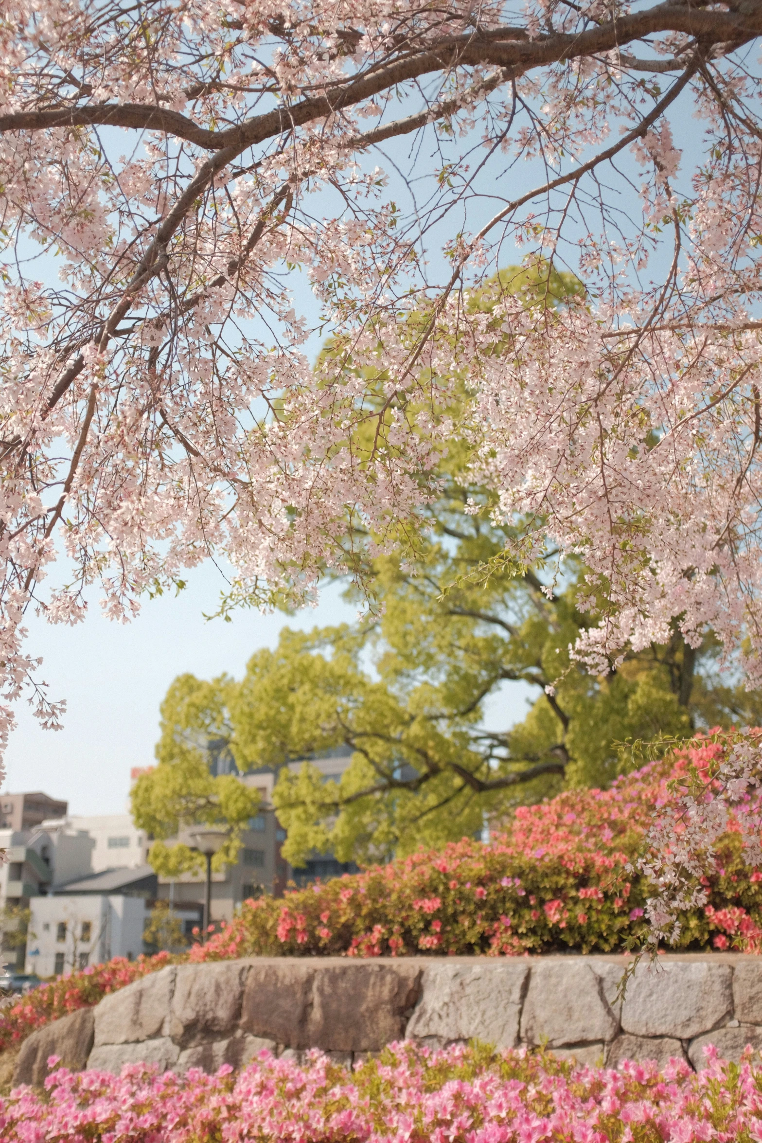 the flowers are blooming in the park near a street