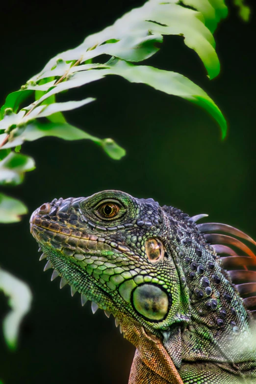 a close up of a lizard with a plant in the background