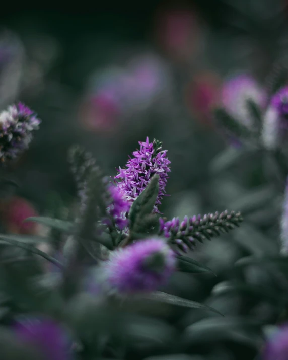 close up of some flowers on a plant