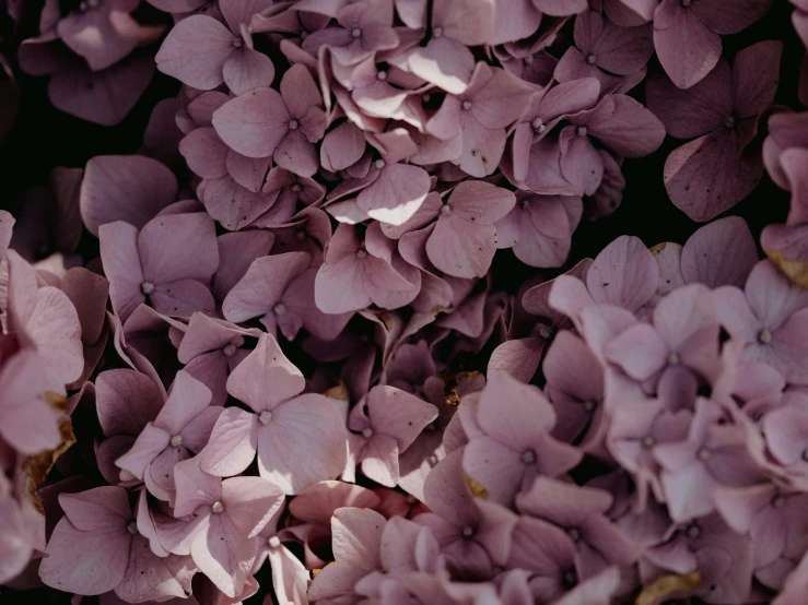 the light purple flowers of lilacs have just become pink