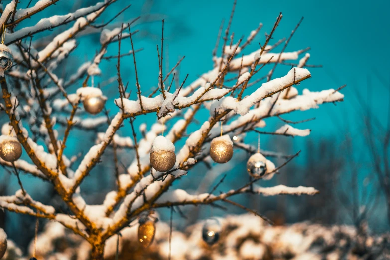 some balls hang from some nches and are covered in snow