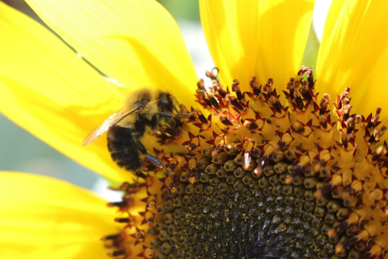 a bee gathering nectars on a sunflower flower