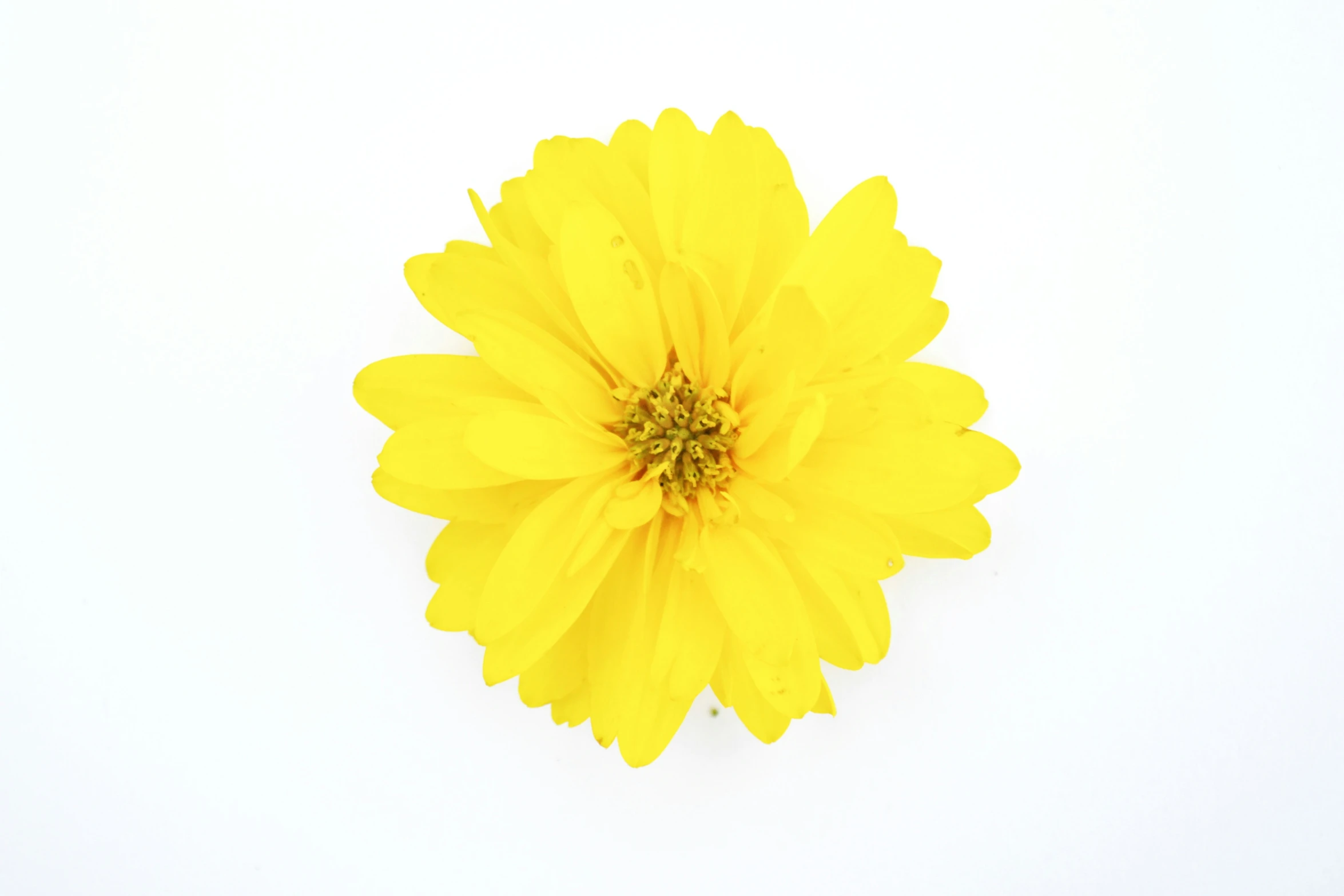 this is a large yellow flower on a white background