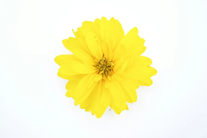 this is a large yellow flower on a white background