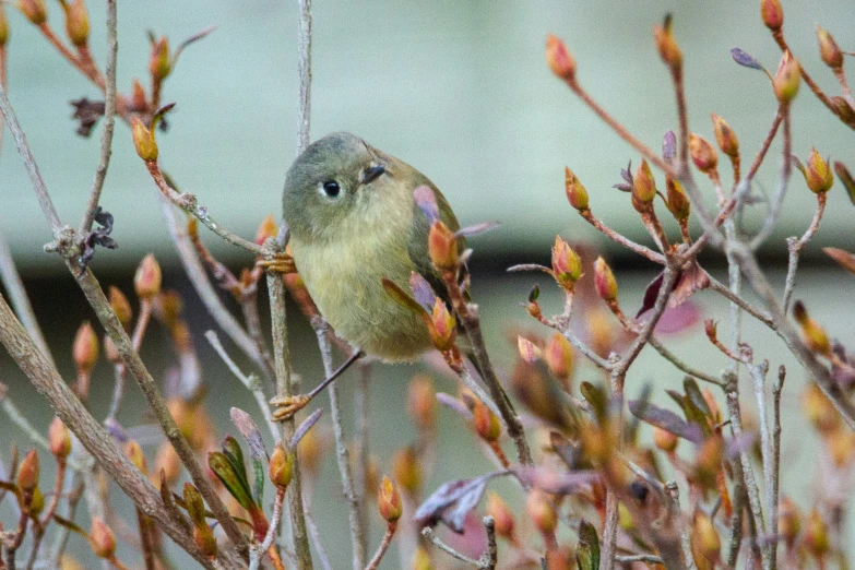 a bird sits on a nch, waiting for its owner