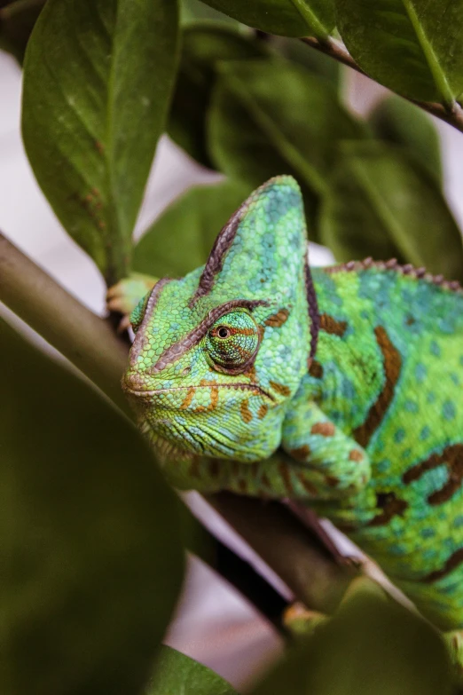 an adult chamelon looking out over leaves