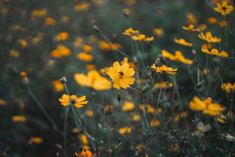 a bunch of small yellow flowers that are in the grass