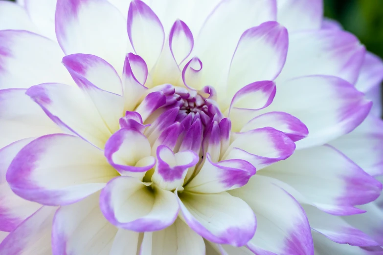 a purple and white flower with white petals