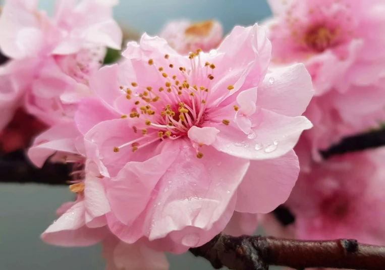 many pink flowers bloom on a nch with water drops