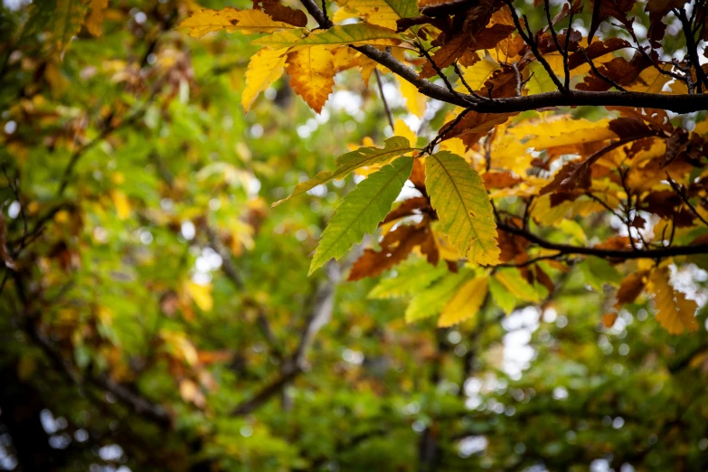 tree leaves in autumn looking up in the sky