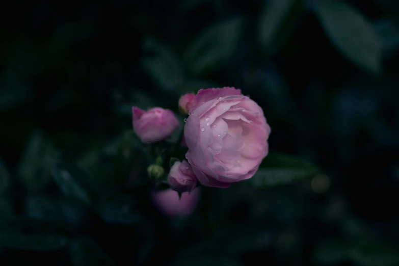 a pink flower is blooming in the dark