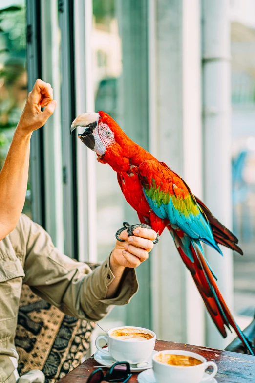 a large parrot perched on top of a person