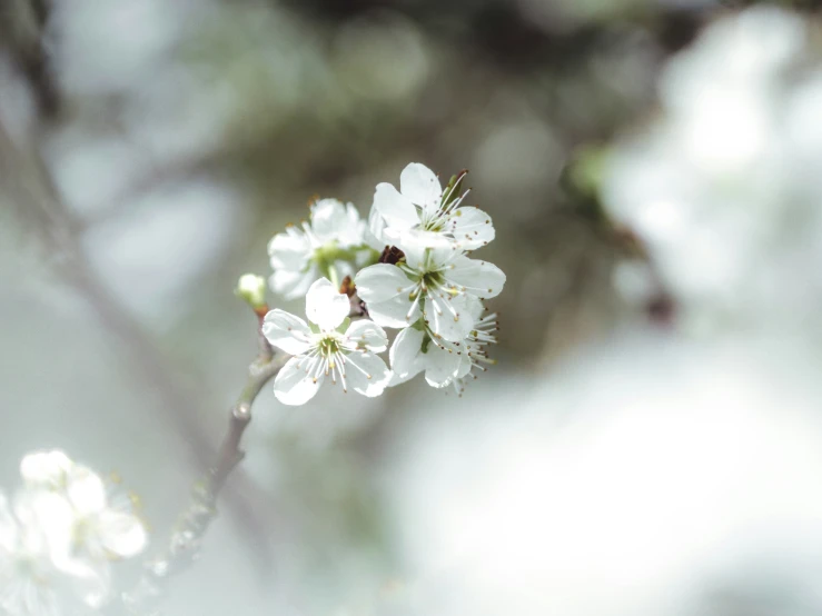 a small nch of fruit blossomed tree in sunlight