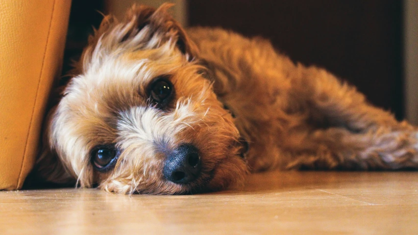 a dog that is laying down next to a plant