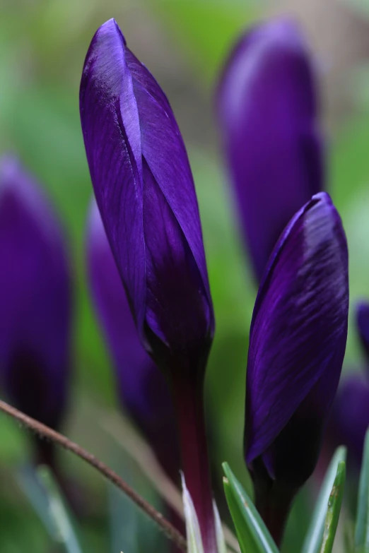 purple flower buds, taken close up and slightly blurred