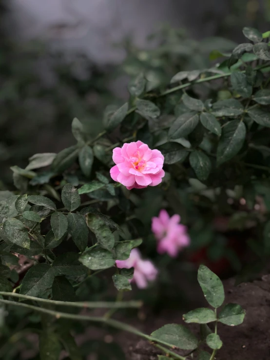 pink flower with green leaves in middle of bushes