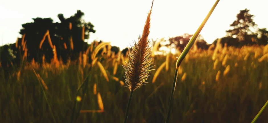 a field that has some tall grass in it