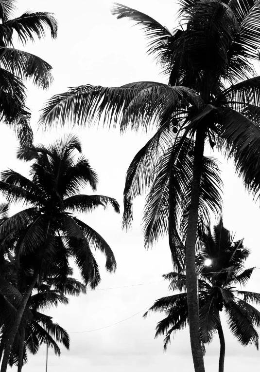 a black and white po shows trees with the sky in the background