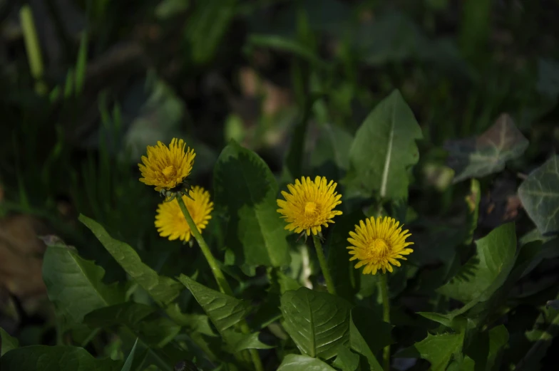 the yellow flowers are next to green leaves