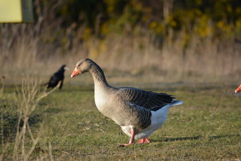 a goose with an odd beak is standing in the grass