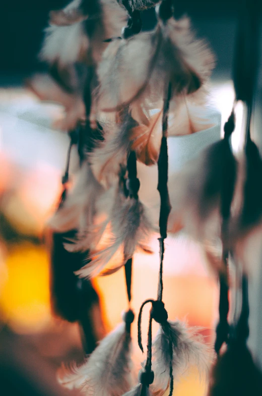 a group of feathers hanging on a tree