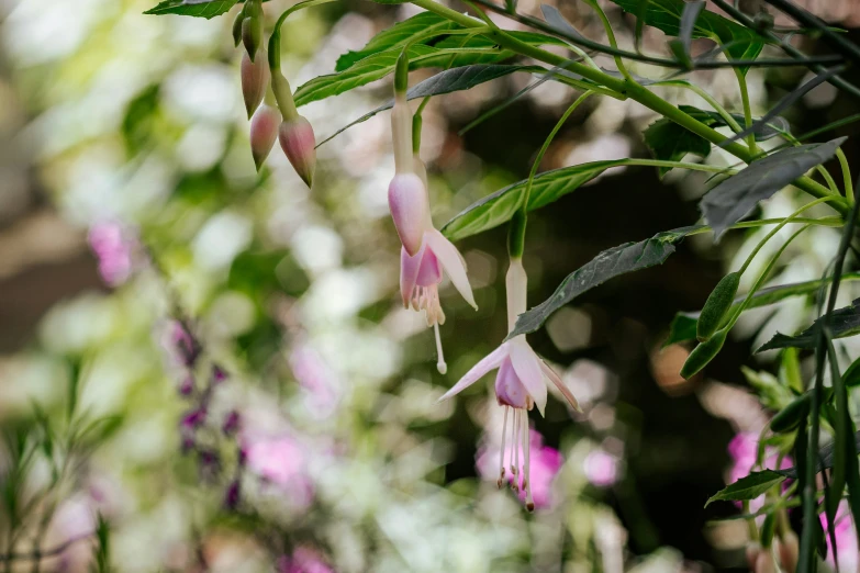 a view through the nches of some pretty flowers