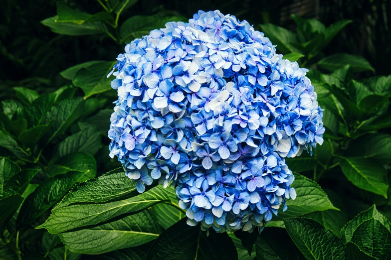 blue flower growing in the middle of a bush