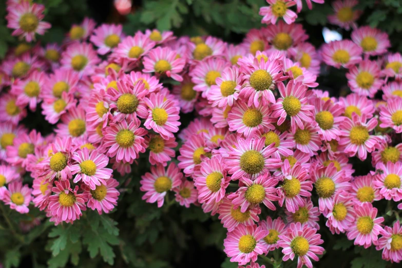 the pink flowers are blooming all around the plant