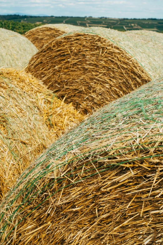 hay bails are arranged in rows outside