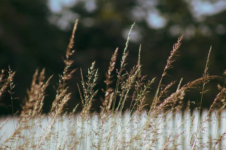 some tall grass with no leaves is pictured