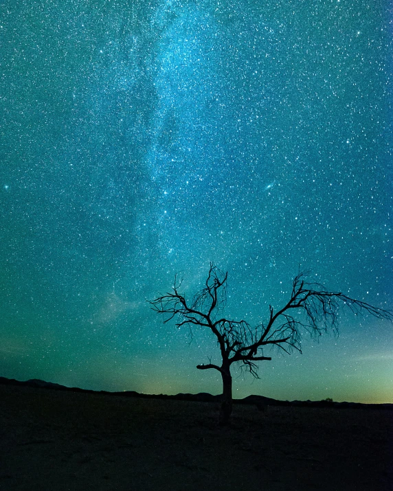 a lone tree in the desert with the starr sky behind it