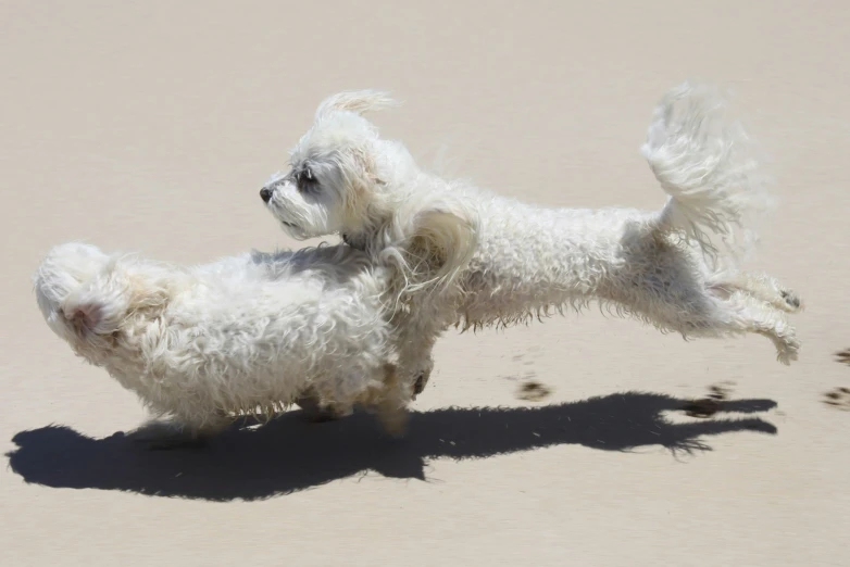 a couple of white dogs play on the beach