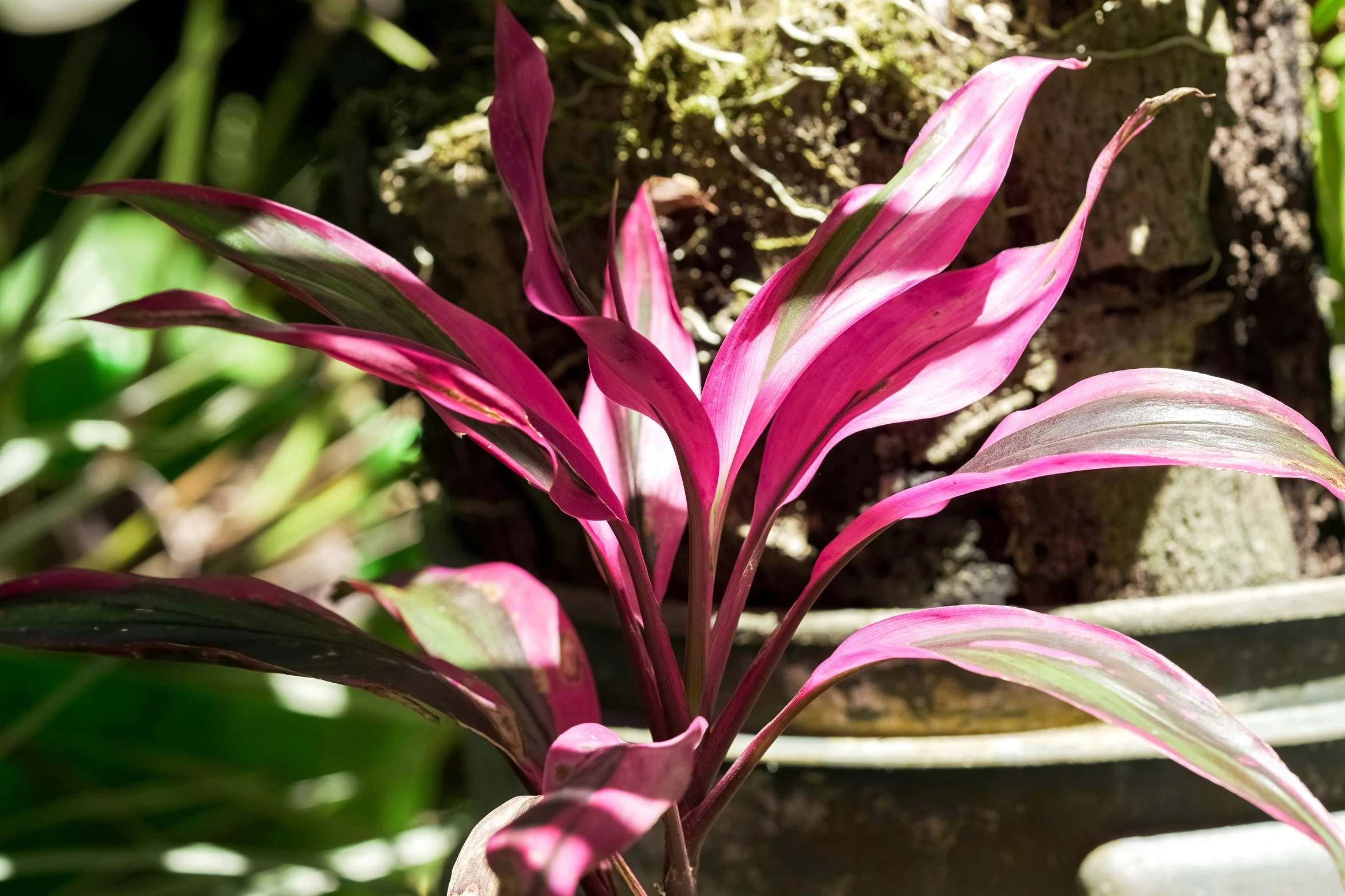 a pink plant in a pot outside on a sunny day