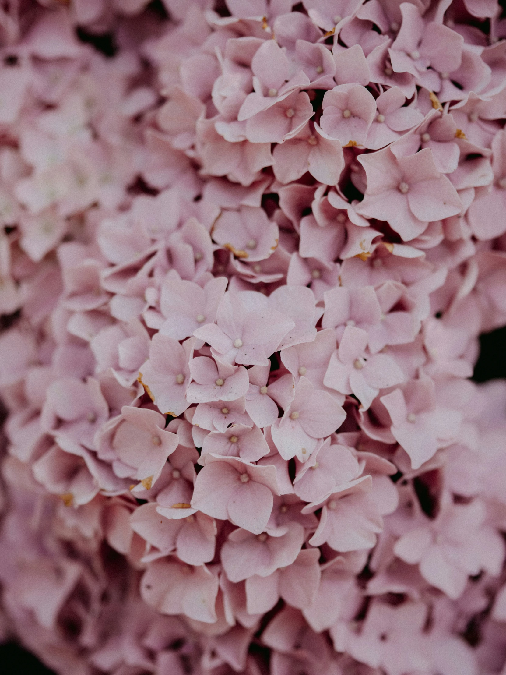 pink flowers are displayed on the bottom of this image