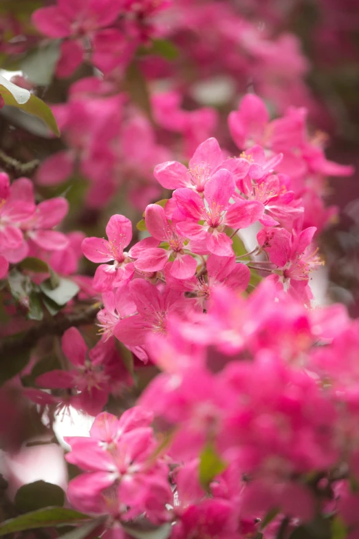 a nch of bright pink flowers with leaves in the foreground