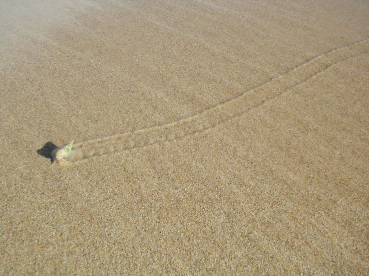 the shadow of a small piece of a tree in the sand