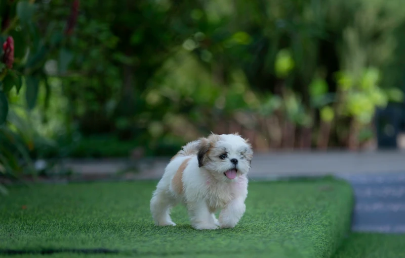 a white puppy walks in a yard, between bushes