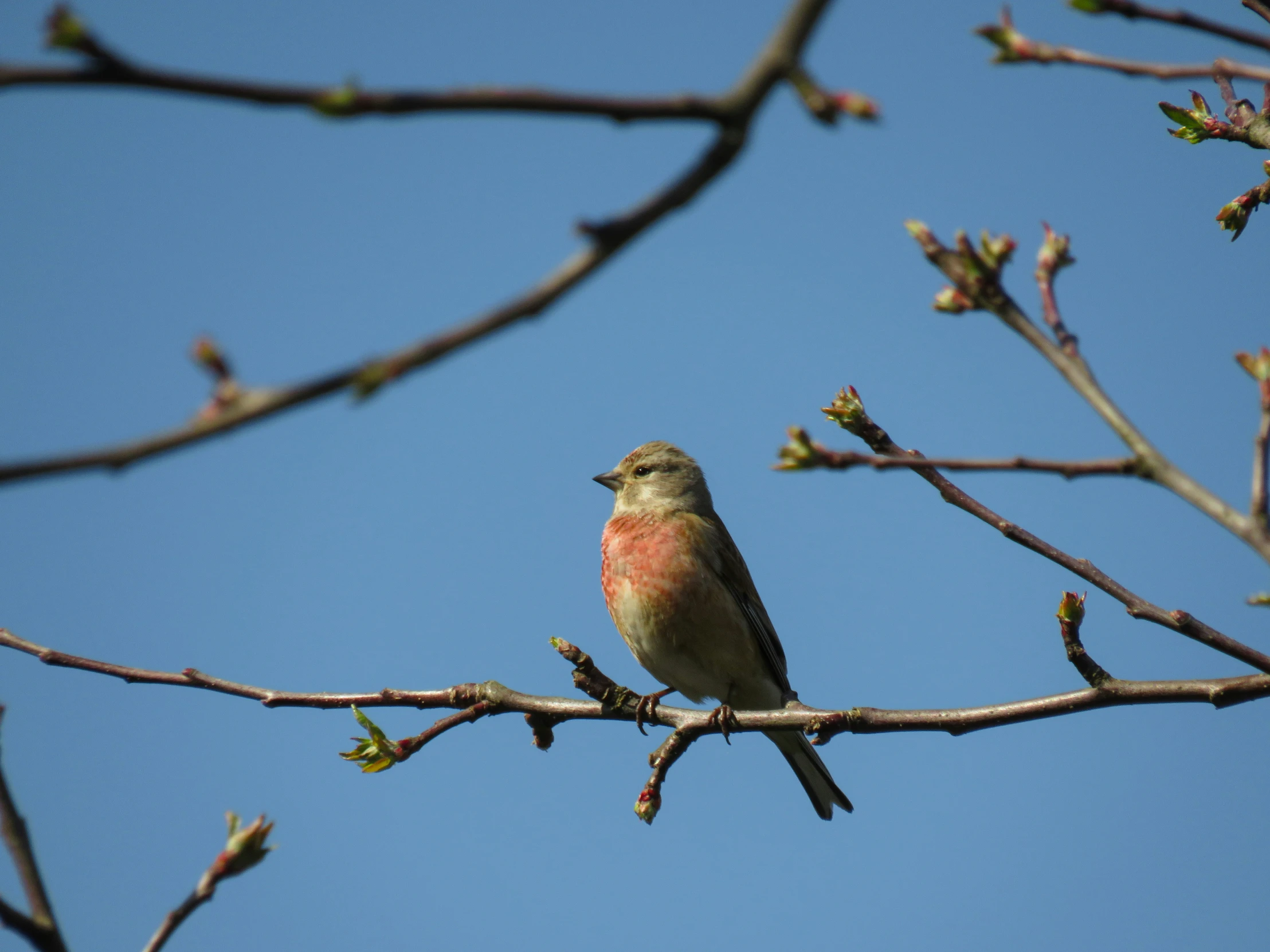 small bird sitting on nch looking off into the distance