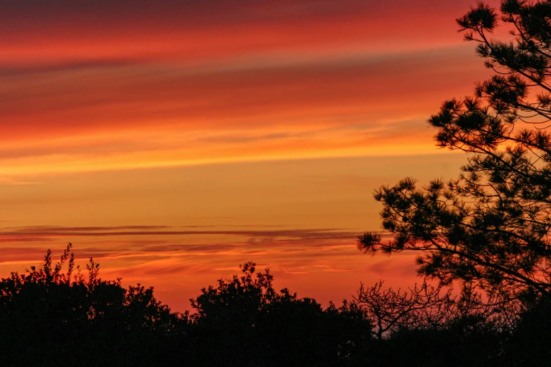 the silhouette of trees against an orange sky