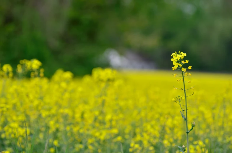 a field with yellow flowers in the foreground and green grass in the background