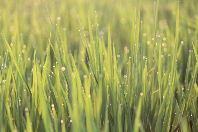 some grass is covered in water drops