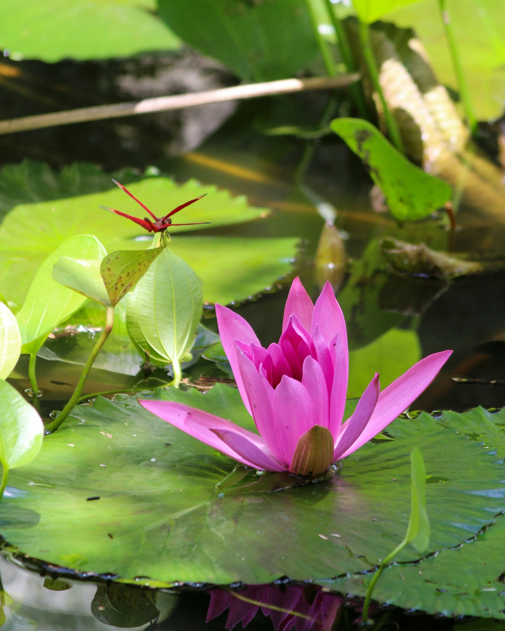 a large, pink water lily blooming in the middle of leaves