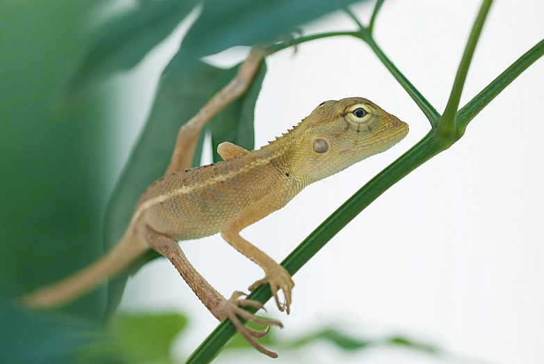 a small lizard sitting on a plant stem