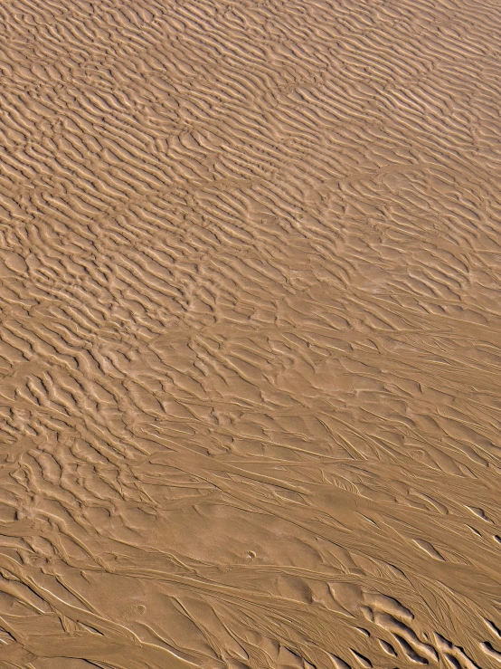 the tracks of several animals are in the sand